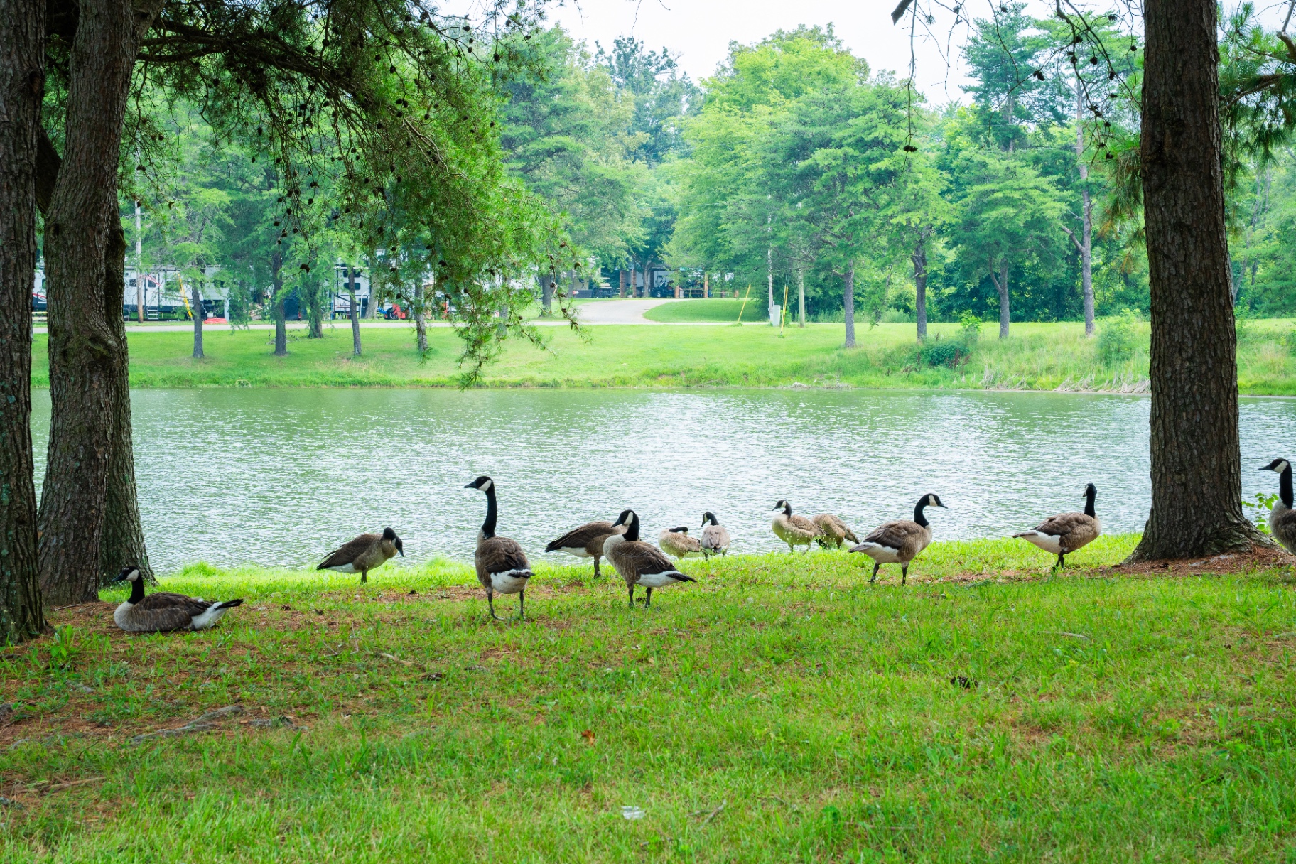 Geese by the lake at Diamond Lake Resort